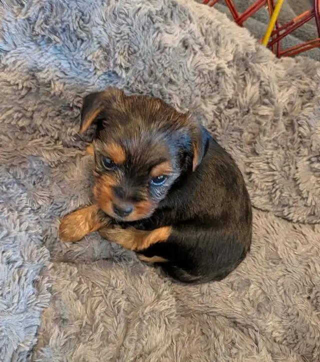Gorgeous Yorkies