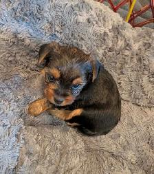 Gorgeous Yorkies