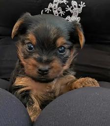Gorgeous Yorkies - Photo 2