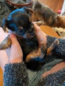 Gorgeous Yorkies - Photo 3