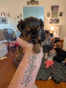 Gorgeous Yorkies - Photo 4