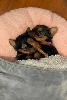 Gorgeous Yorkies - Photo 5