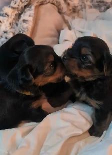 Gorgeous Yorkies - Photo 6