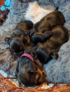 Gorgeous Yorkies - Photo 7