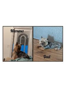 Gorgeous Yorkies - Photo 8