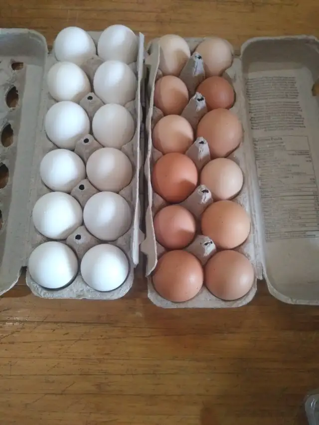 Eggs for sale