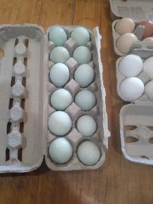 Eggs for sale - Photo 2