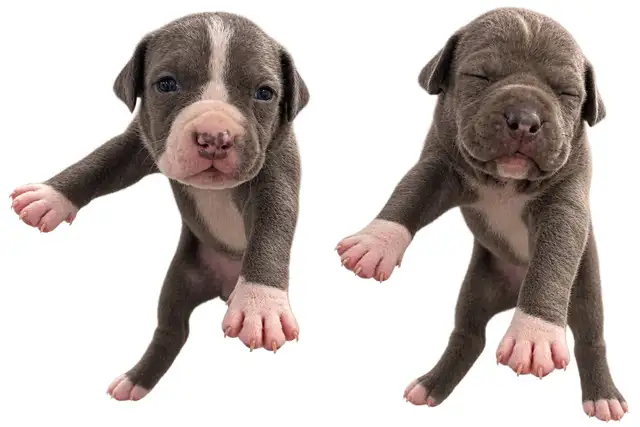 American bully puppies