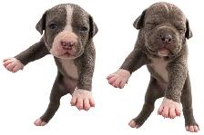 American bully puppies