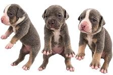 American bully puppies - Photo 2
