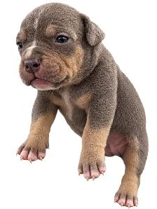 American bully puppies - Photo 3