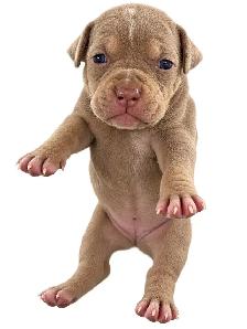 American bully puppies - Photo 4