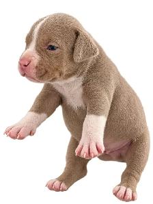 American bully puppies - Photo 5