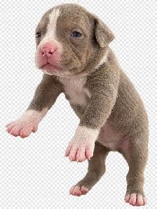 American bully puppies - Photo 6