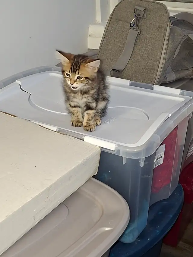 Magnifiques chatons HYLAND  LYNX