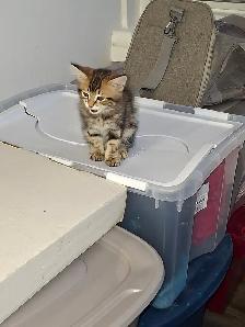 Magnifiques chatons HYLAND  LYNX