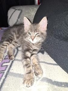 Magnifiques chatons HYLAND  LYNX - Photo 2