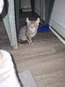 Magnifiques chatons HYLAND  LYNX - Photo 3