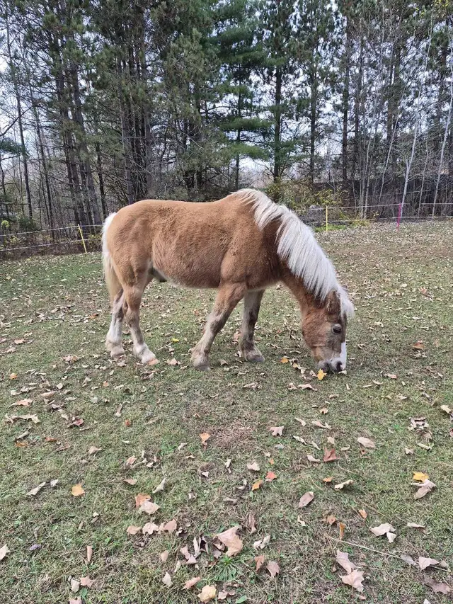Pony Gelding 12.1