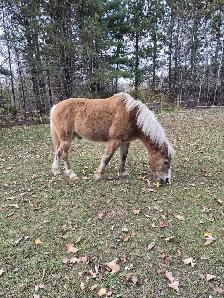 Pony Gelding 12.1