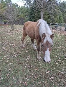 Pony Gelding 12.1 - Photo 2