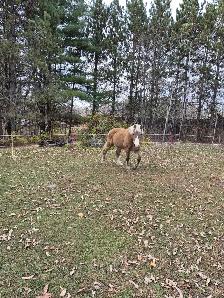 Pony Gelding 12.1 - Photo 3