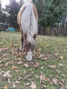 Pony Gelding 12.1 - Photo 4
