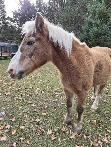 Pony Gelding 12.1 - Photo 5