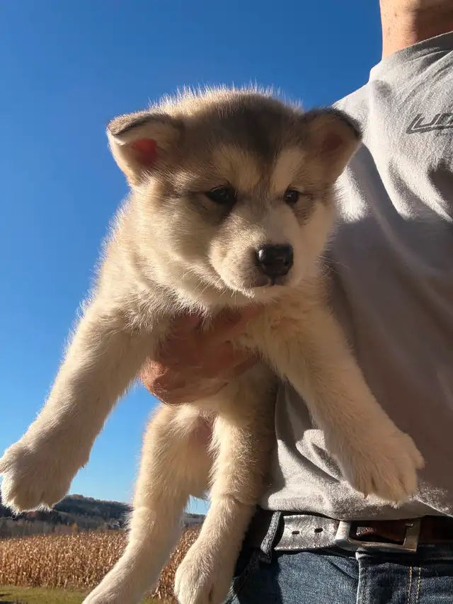 Chiots malamute d’Alaska