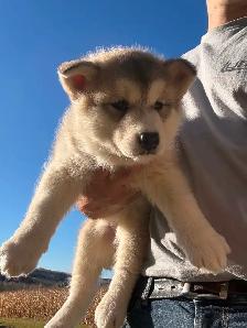 Chiots malamute d’Alaska