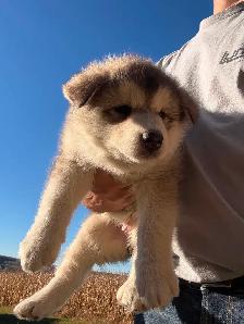 Chiots malamute d’Alaska - Photo 2