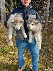 Chiots malamute d’Alaska - Photo 3