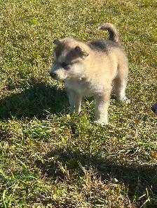 Chiots malamute d’Alaska - Photo 4
