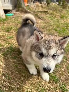 Chiots malamute d’Alaska - Photo 5