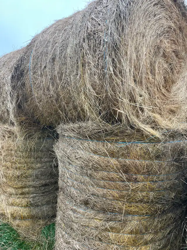 Hay for Sale