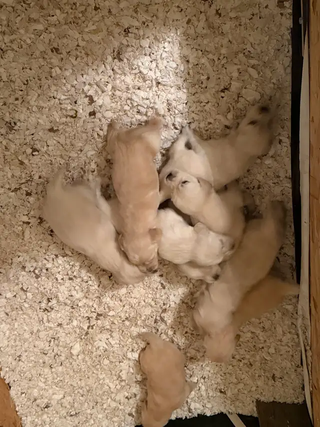 9 chiot Goldens retriever 3 mâles/6 femelles pure race