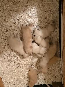 9 chiot Goldens retriever 3 mâles/6 femelles pure race