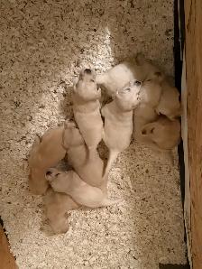 9 chiot Goldens retriever 3 mâles/6 femelles pure race - Photo 2