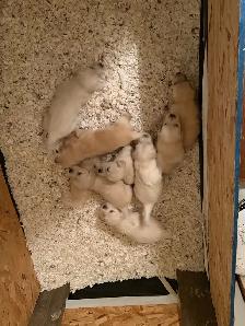 9 chiot Goldens retriever 3 mâles/6 femelles pure race - Photo 3