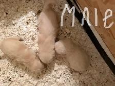 9 chiot Goldens retriever 3 mâles/6 femelles pure race - Photo 4