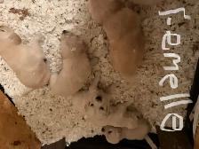 9 chiot Goldens retriever 3 mâles/6 femelles pure race - Photo 5