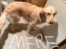 9 chiot Goldens retriever 3 mâles/6 femelles pure race - Photo 6
