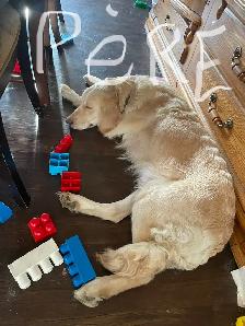 9 chiot Goldens retriever 3 mâles/6 femelles pure race - Photo 7