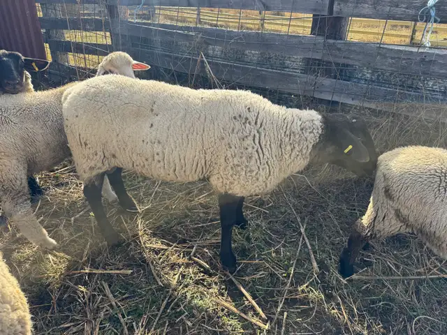 Ram for Sale