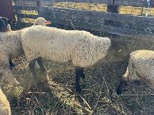 Ram for Sale