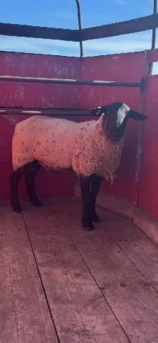 Ram for Sale - Photo 2