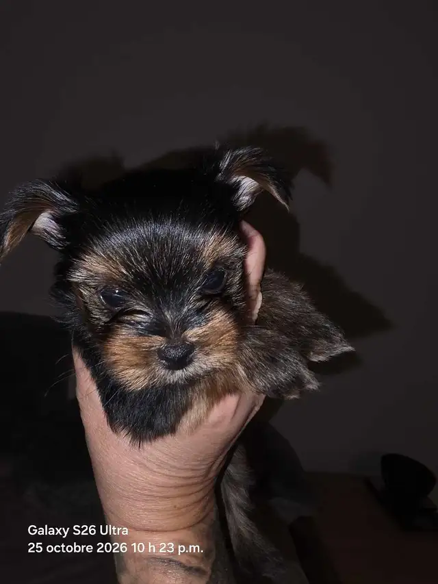 bb yorkshire