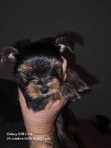 bb yorkshire