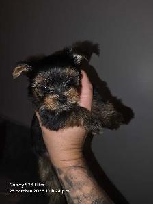 bb yorkshire - Photo 2