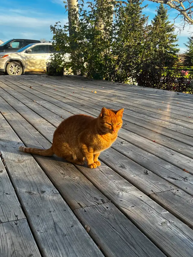 Orange Female Cat